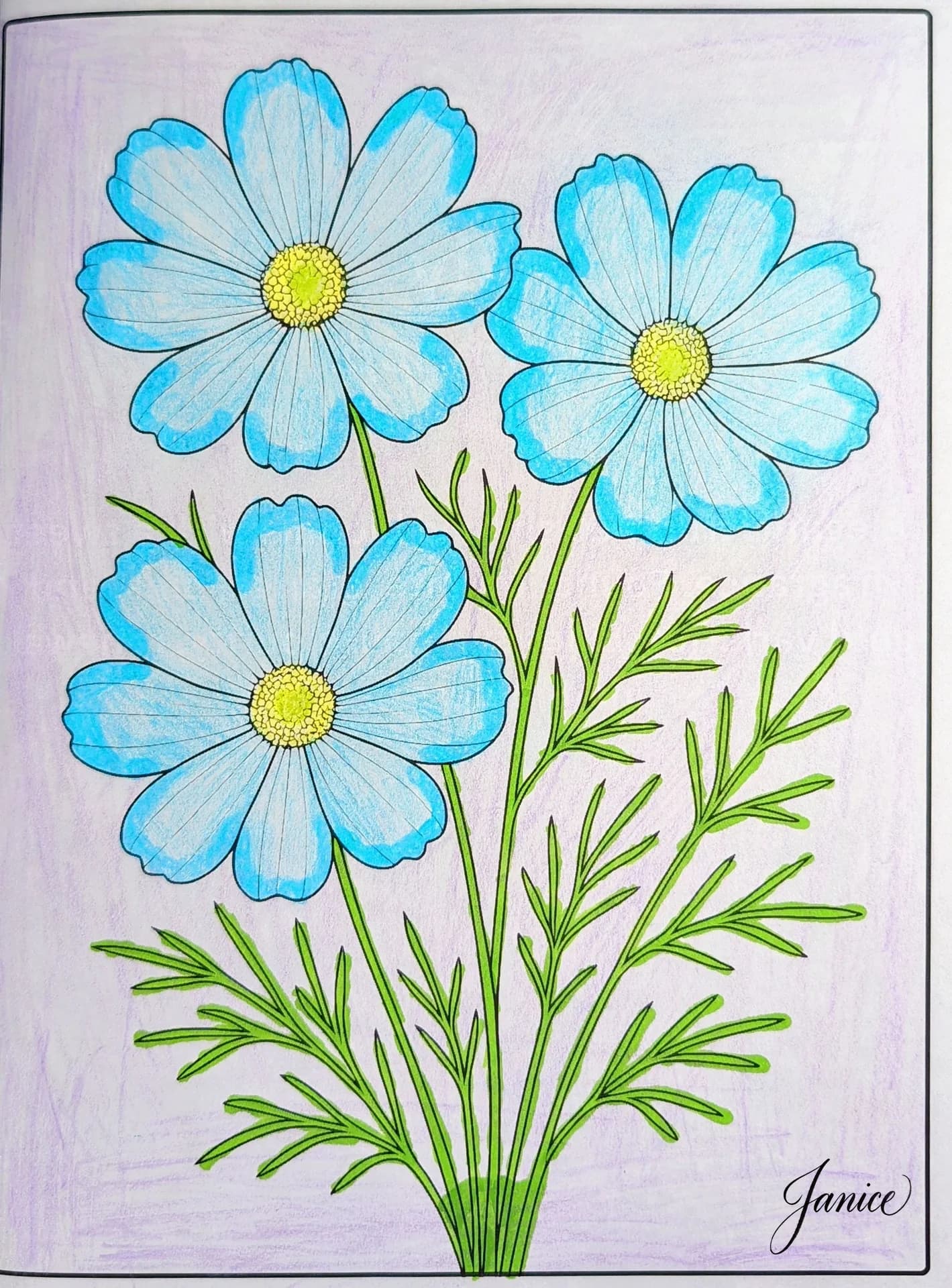 Cosmos Flower Coloring Page Beauty